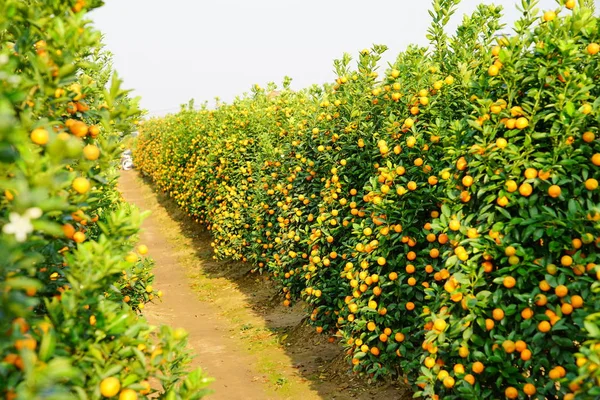 Cultivando mandarinas en Hanoi —  Fotos de Stock