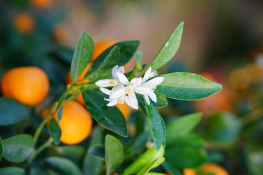Bir portakal ağacı çiçekleri
