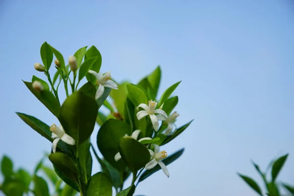 オレンジの木の花 — ストック写真