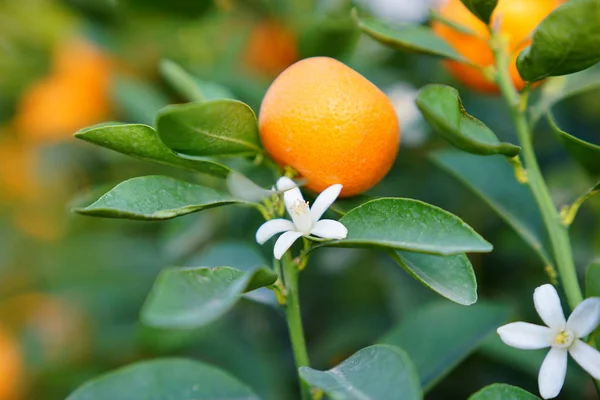 Flores de un naranjo —  Fotos de Stock