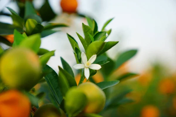 オレンジの木の花 — ストック写真