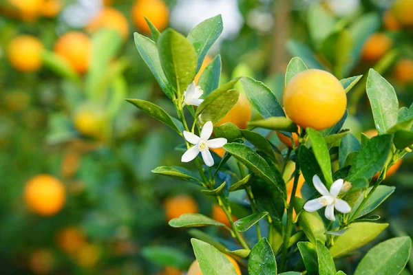 オレンジの木の花 — ストック写真
