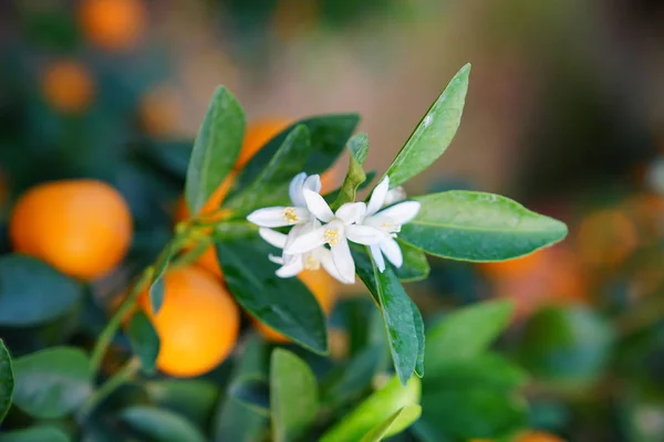 Blumen eines Orangenbaums — Stockfoto