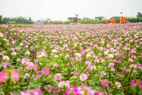 Kwiaty w ogrodzie w Hanoi — Zdjęcie stockowe