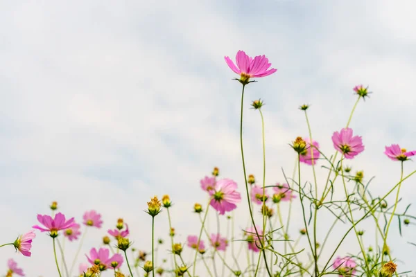 Fleur dans le jardin à Hanoi — Photo