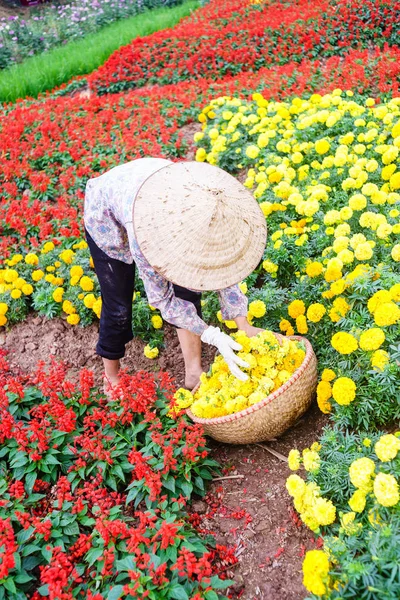 Una mujer que trabaja en el jardín —  Fotos de Stock