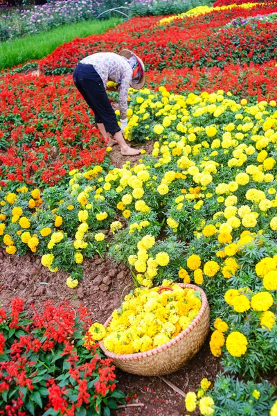 Une femme travaillant dans le jardin — Photo