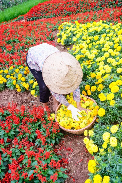 Une femme travaillant dans le jardin — Photo