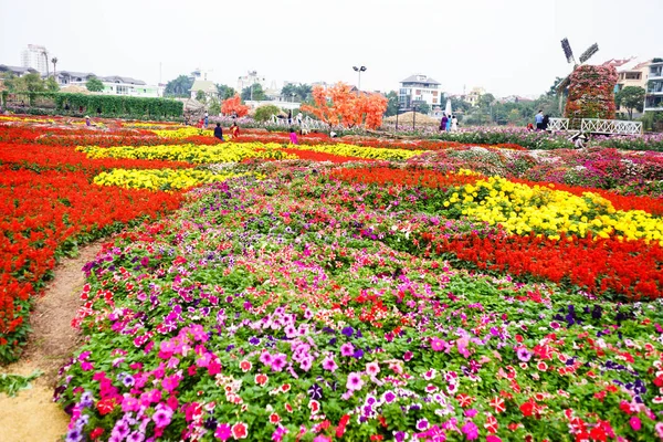 Flor en el jardín en Hanoi —  Fotos de Stock