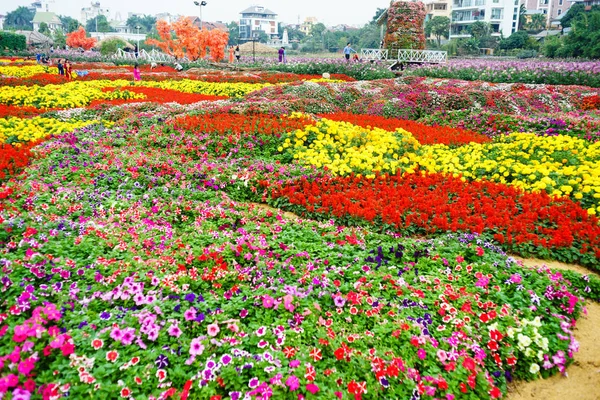 Blume im Garten von Hanoi — Stockfoto