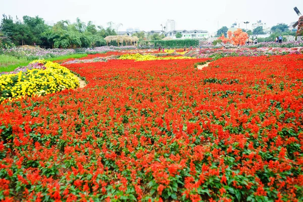 Flor en el jardín en Hanoi —  Fotos de Stock