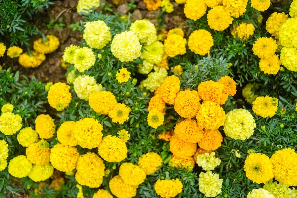 Blomma i trädgården på Hanoi — Stockfoto