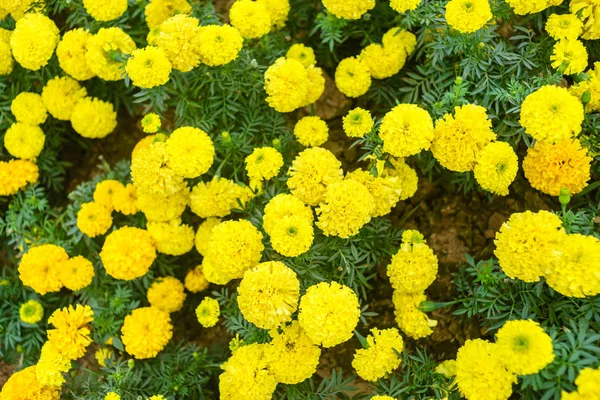 Kwiat w ogrodzie w Hanoi — Zdjęcie stockowe