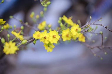 Hanoi çiçeklere Tet