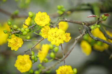 Hanoi çiçeklere Tet