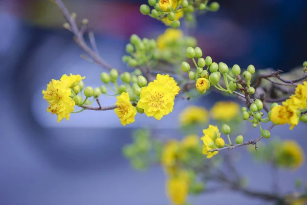 Fleurs de Tet à Hanoi — Photo