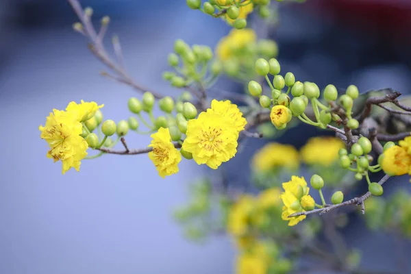 Blumen in Hanoi — Stockfoto