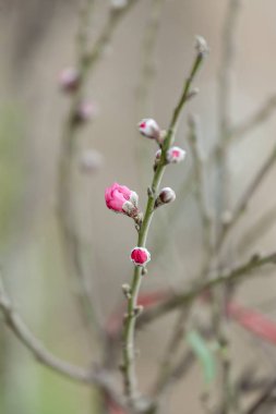 Hanoi çiçeği çiçek