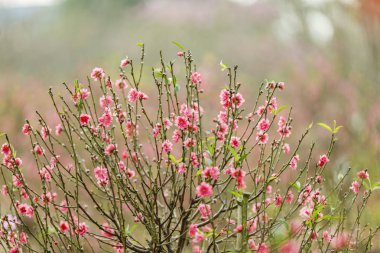 Hanoi çiçeği çiçek