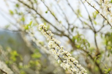 Moc chau kasaba Erik çiçekleri