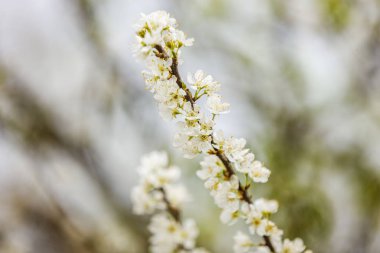 Moc chau kasaba Erik çiçekleri