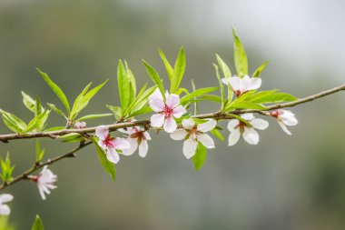 Vietnam çiçeği çiçek