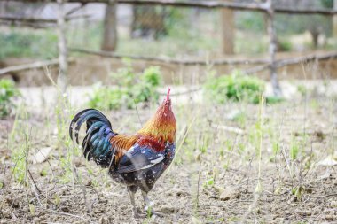 Bahçede bir horoz