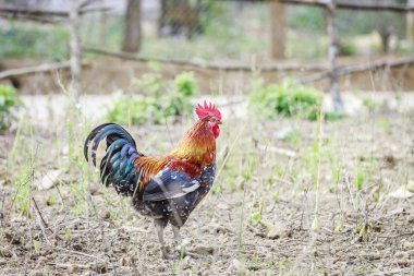 Bahçede bir horoz