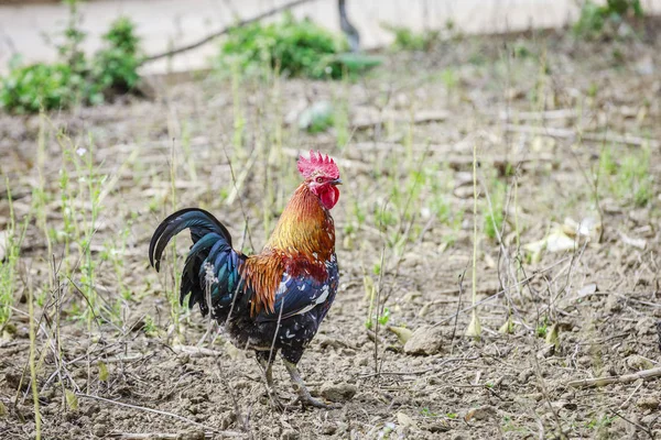 Un gallo en el jardín —  Fotos de Stock