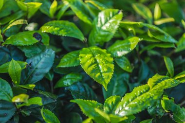 Yeşil çay tomurcuğu ve taze yapraklar. Çay tarlaları