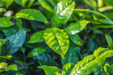 Yeşil çay tomurcuğu ve taze yapraklar. Çay tarlaları
