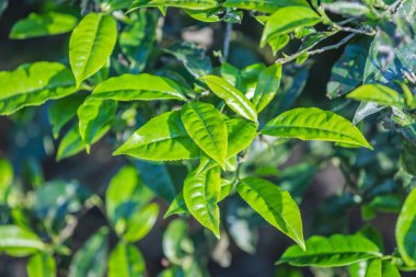 Yeşil çay tomurcuğu ve taze yapraklar. Çay tarlaları