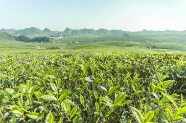 Yeşil çay tomurcuğu ve taze yapraklar. Çay tarlaları