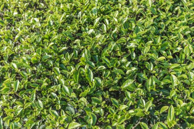 Yeşil çay tomurcuğu ve taze yapraklar. Çay tarlaları
