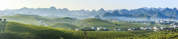 Brote de té verde y hojas frescas. Plantaciones de té — Foto de Stock