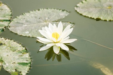 Gölette nilüfer çiçeği