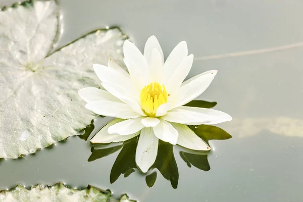 Цветок лотоса в пруду — стоковое фото