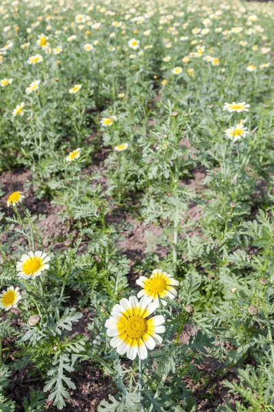 Glebionis coronaria flower — ストック写真