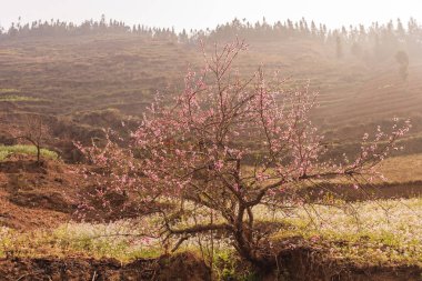 Bahçedeki çiçekler