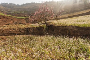 Bahçedeki çiçekler