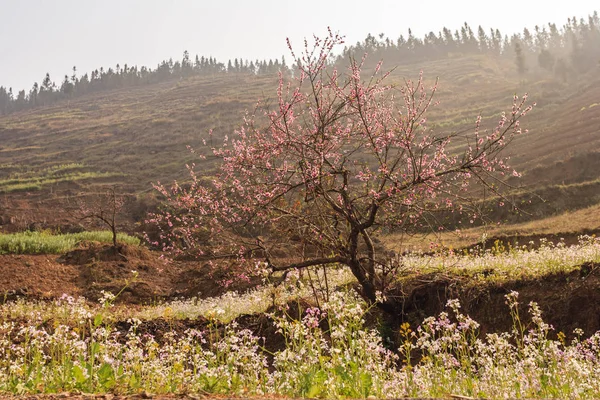 Bahçedeki çiçekler