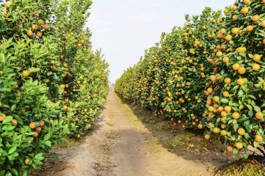 Hanoi, büyüyen mandalina