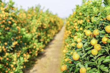 Hanoi, büyüyen mandalina