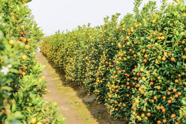 Growing Tangerines at Hanoi clipart