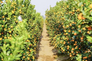 Hanoi, büyüyen mandalina
