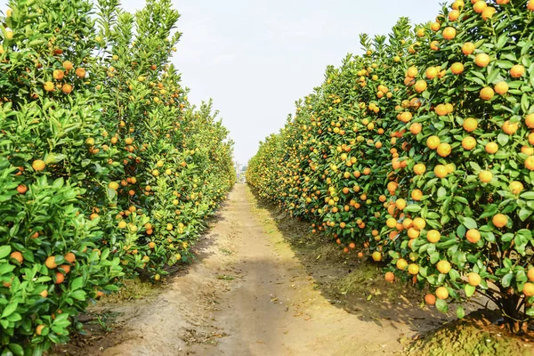 Hanoi, büyüyen mandalina