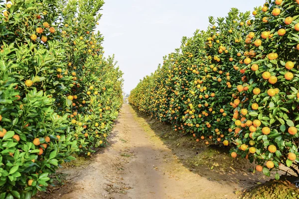Hanoi, büyüyen mandalina