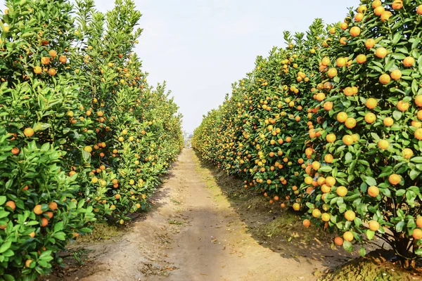 Hanoi, büyüyen mandalina