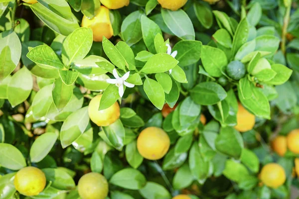 Tumbuh Tangerines di Hanoi — Stok Foto
