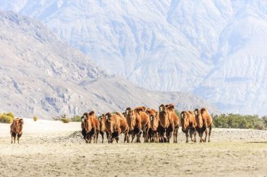 Deve nubra Valley